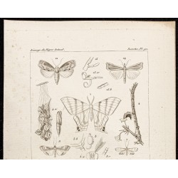 Gravure de 1844 - Papillons Lépidoptères - 2