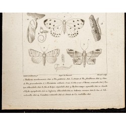 Gravure de 1844 - Papillons Lépidoptères - 3