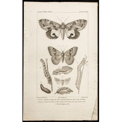 Gravure de 1844 - Papillons Lépidoptères - 1