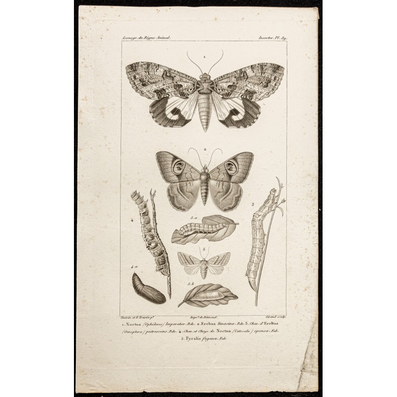 Gravure de 1844 - Papillons Lépidoptères - 1