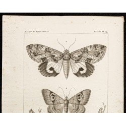 Gravure de 1844 - Papillons Lépidoptères - 2