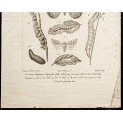 Gravure de 1844 - Papillons Lépidoptères - 3