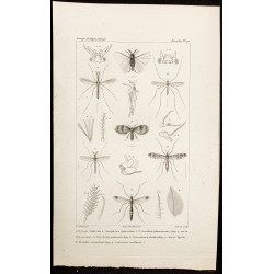 Gravure de 1844 - Insectes diptères - 1