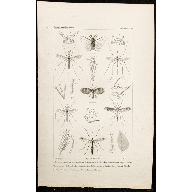 Gravure de 1844 - Insectes diptères - 1