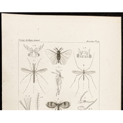 Gravure de 1844 - Insectes diptères - 2
