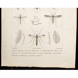 Gravure de 1844 - Insectes diptères - 3