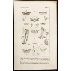 Gravure de 1844 - Planche de Papillons - 1