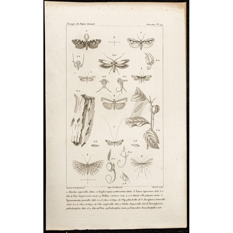 Gravure de 1844 - Planche de Papillons - 1