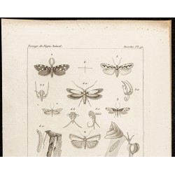 Gravure de 1844 - Planche de Papillons - 2