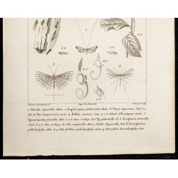 Gravure de 1844 - Planche de Papillons - 3