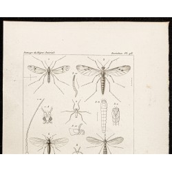 Gravure de 1844 - Diptères (Dixa, Chionca ...) - 2