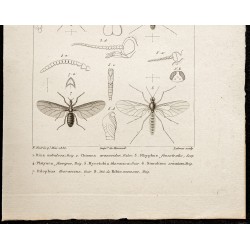 Gravure de 1844 - Diptères (Dixa, Chionca ...) - 3
