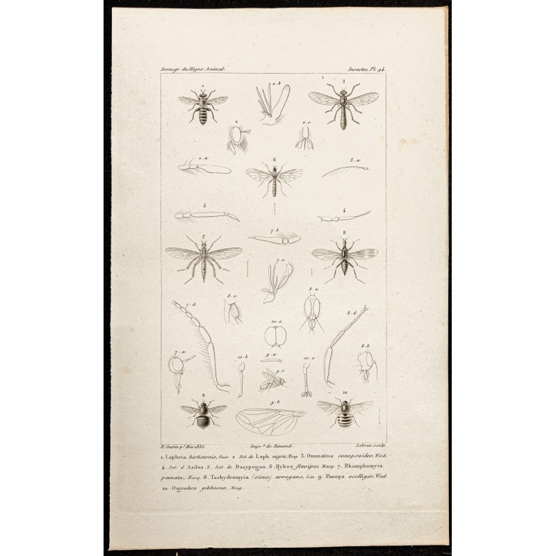Gravure de 1844 - Diptères (Laphria, Ommatius ...) - 1