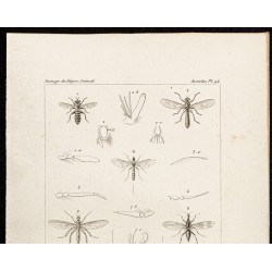 Gravure de 1844 - Diptères (Laphria, Ommatius ...) - 2