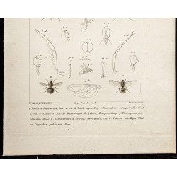 Gravure de 1844 - Diptères (Laphria, Ommatius ...) - 3