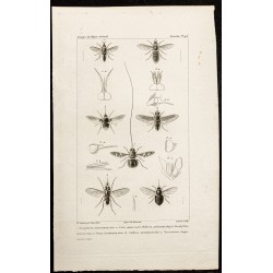 Gravure de 1844 - Diptères (Toxophora, Bombylius ...) - 1