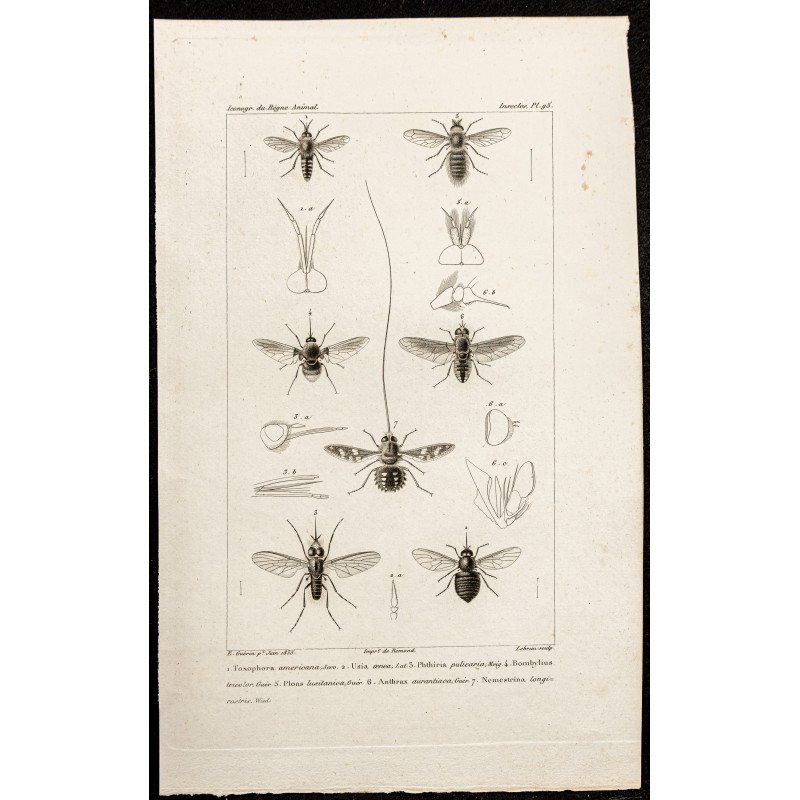 Gravure de 1844 - Diptères (Toxophora, Bombylius ...) - 1