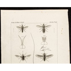 Gravure de 1844 - Diptères (Toxophora, Bombylius ...) - 2
