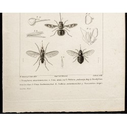 Gravure de 1844 - Diptères (Toxophora, Bombylius ...) - 3