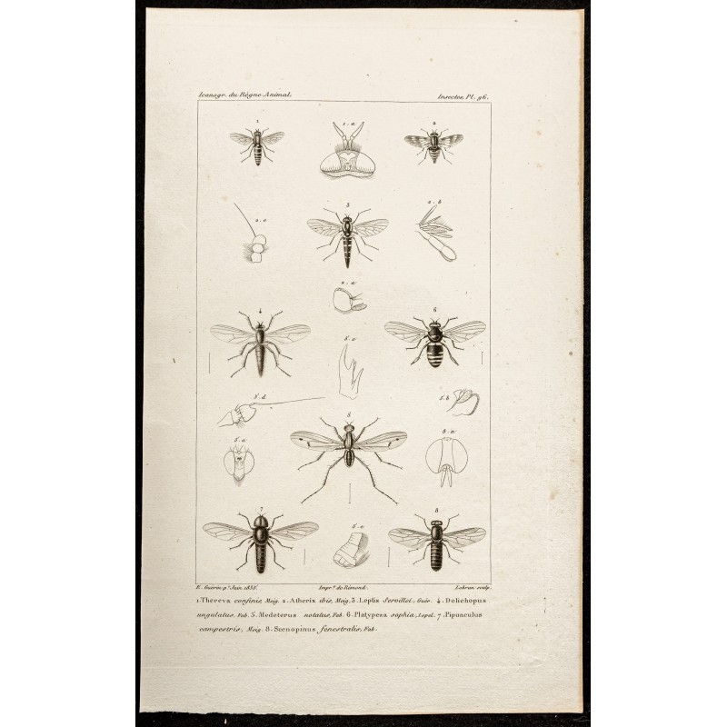 Gravure de 1844 - Diptères (Thereva, Atherix ...) - 1