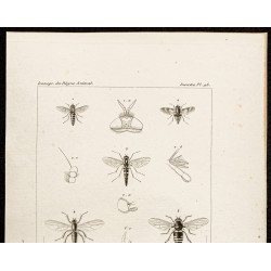 Gravure de 1844 - Diptères (Thereva, Atherix ...) - 2