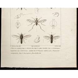 Gravure de 1844 - Diptères (Thereva, Atherix ...) - 3