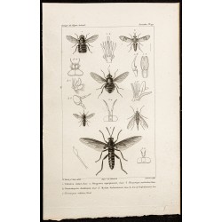 Gravure de 1844 - Diptères (Tabanus, Pangonia...) - 1