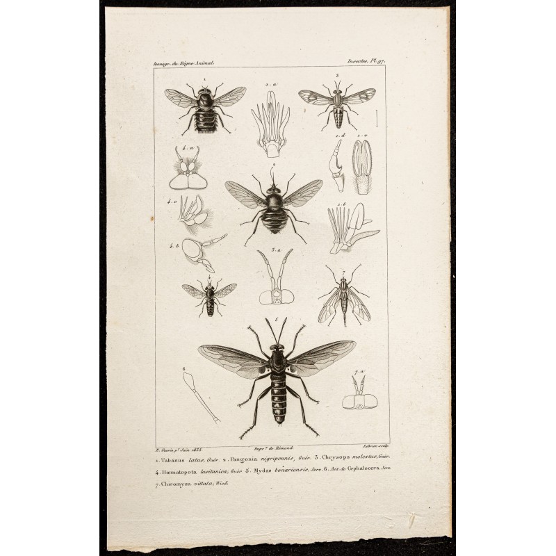 Gravure de 1844 - Diptères (Tabanus, Pangonia...) - 1