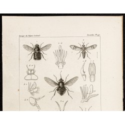 Gravure de 1844 - Diptères (Tabanus, Pangonia...) - 2