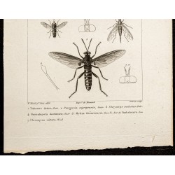Gravure de 1844 - Diptères (Tabanus, Pangonia...) - 3