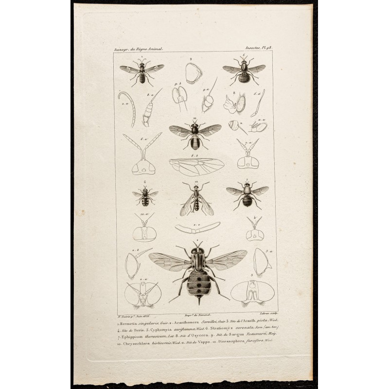 Gravure de 1844 - Diptères - 1