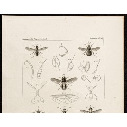 Gravure de 1844 - Diptères - 2