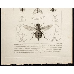 Gravure de 1844 - Diptères - 3