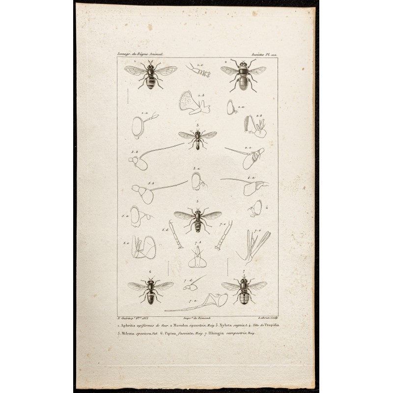 Gravure de 1844 - Diptères (Aphritis, Merodon...) - 1