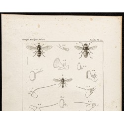 Gravure de 1844 - Diptères (Aphritis, Merodon...) - 2