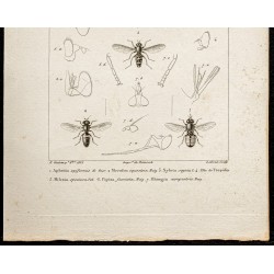 Gravure de 1844 - Diptères (Aphritis, Merodon...) - 3