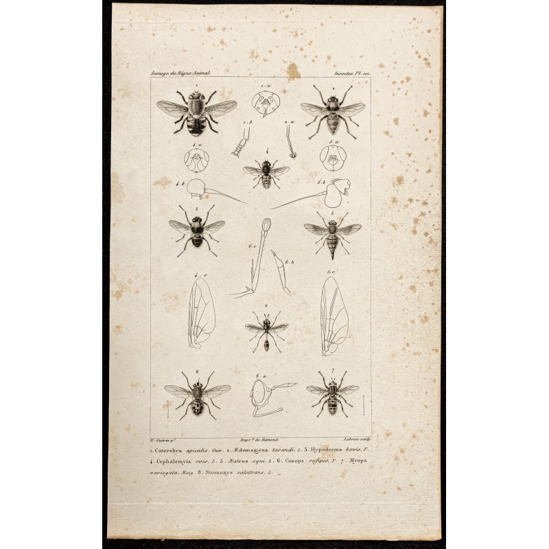 Gravure de 1844 - Diptères (Cuterebra, Aedemagena...) - 1