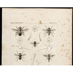 Gravure de 1844 - Diptères (Cuterebra, Aedemagena...) - 2