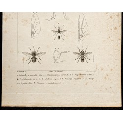 Gravure de 1844 - Diptères (Cuterebra, Aedemagena...) - 3