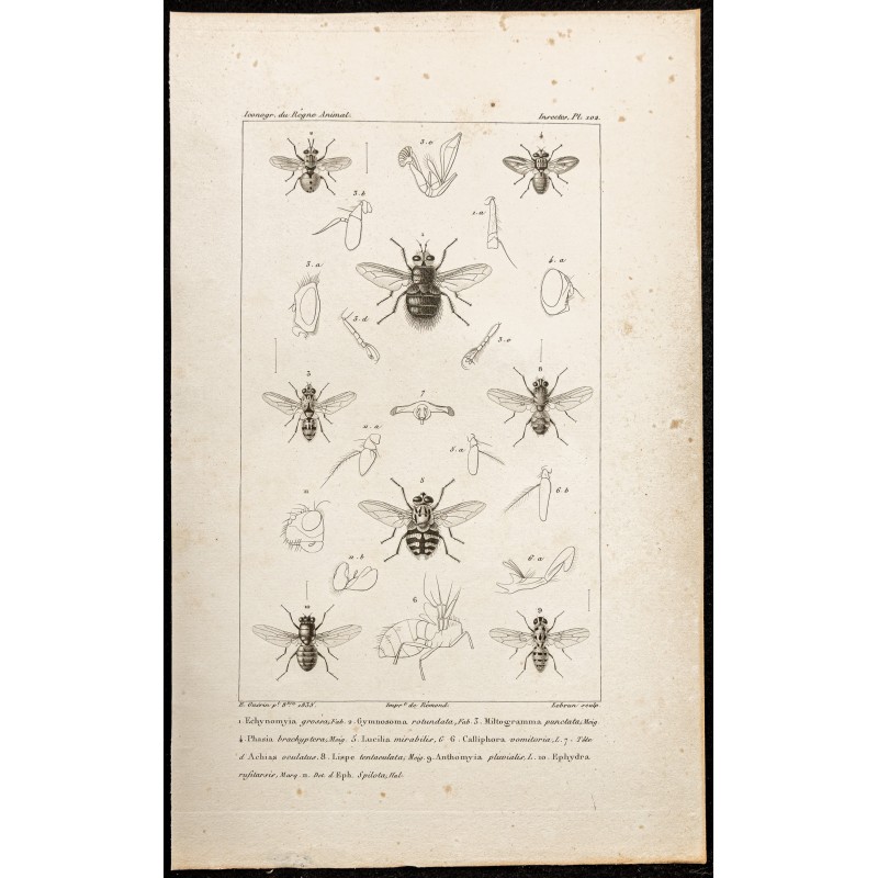 Gravure de 1844 - Diptères (Mouches) - 1