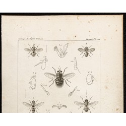 Gravure de 1844 - Diptères (Mouches) - 2