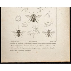 Gravure de 1844 - Diptères (Mouches) - 3