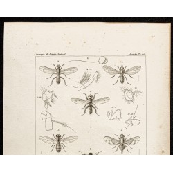 Gravure de 1844 - Diptères (Mouches) - 2