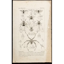 Gravure de 1844 - Planche de diptères (Mouches) - 1