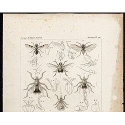 Gravure de 1844 - Planche de diptères (Mouches) - 2
