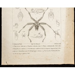 Gravure de 1844 - Planche de diptères (Mouches) - 3