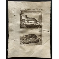 Gravure de 1799 - Le sarigue des Illinois / Le sarigue à longs poils - 1