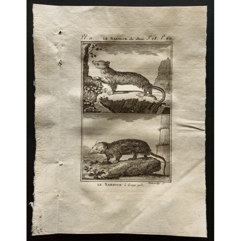 Gravure de 1799 - Le sarigue des Illinois / Le sarigue à longs poils - 1