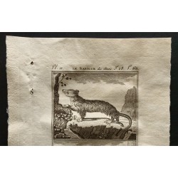 Gravure de 1799 - Le sarigue des Illinois / Le sarigue à longs poils - 2
