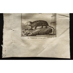 Gravure de 1799 - Le sarigue des Illinois / Le sarigue à longs poils - 3